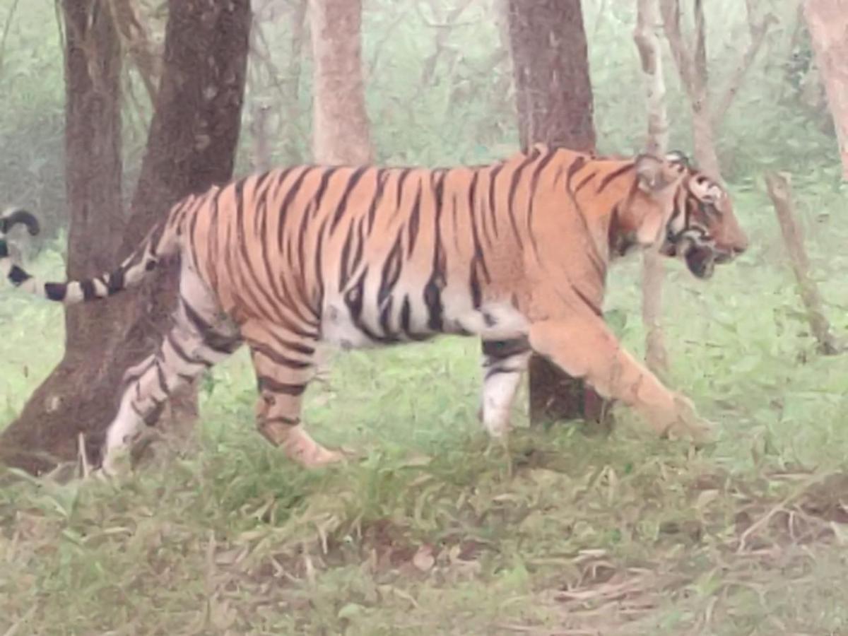 Cosmic Connect Trails Kabini Antharasanthe 외부 사진